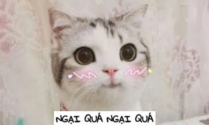 Giới thiệu bộ ảnh meme ngại ngùng đa dạng biểu cảm cực đáng yêu, mời bạn tải ngay