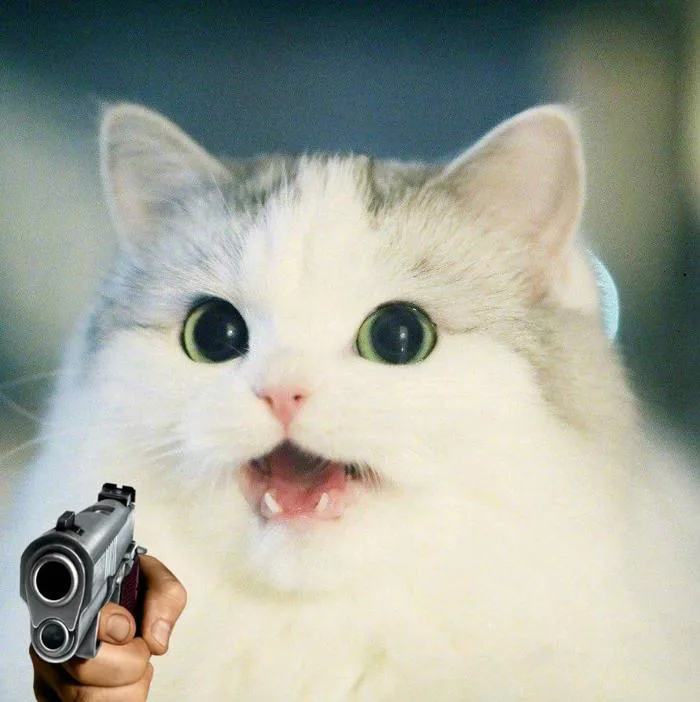 142+ Meme Mèo Cầm Súng AK súng FF ngầu lòi cười xỉu