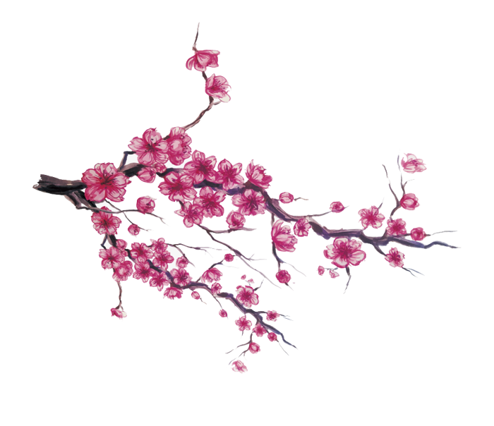 Tổng hợp ảnh Hoa Đào PNG