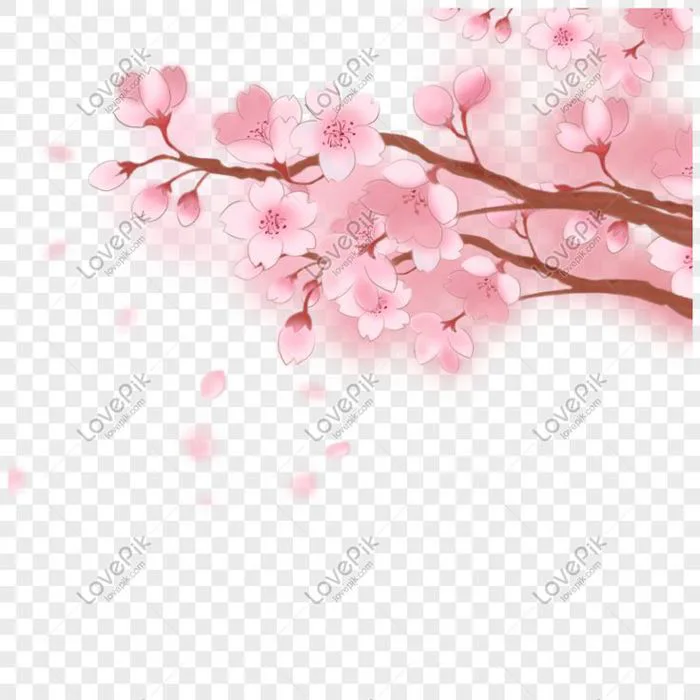 Cây Hoa Anh đào, Lễ Hội Hoa Anh đào, Trang Trí Vẽ Tay Mùa Xuân,