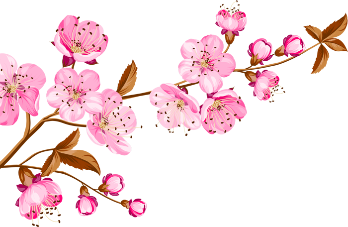 Tổng hợp ảnh Hoa Đào PNG