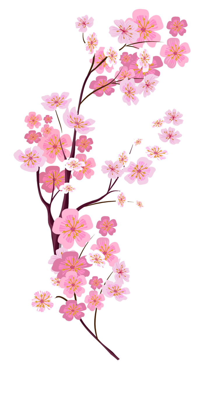 Tổng hợp ảnh Hoa Đào PNG