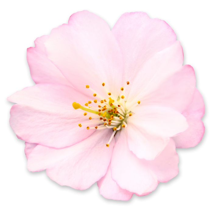 Tổng hợp ảnh Hoa Đào PNG