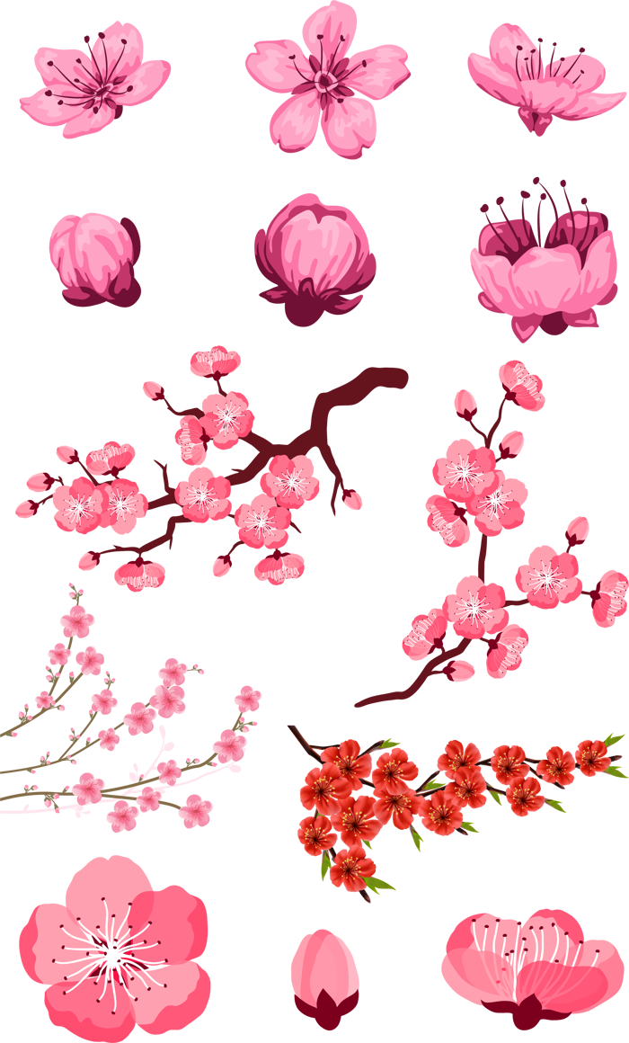 Tổng hợp ảnh Hoa Đào PNG