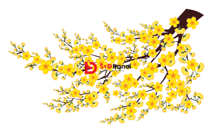 Download 300+ mẫu hoa mai Vector file AI, PSD, CDR, PNG đẹp