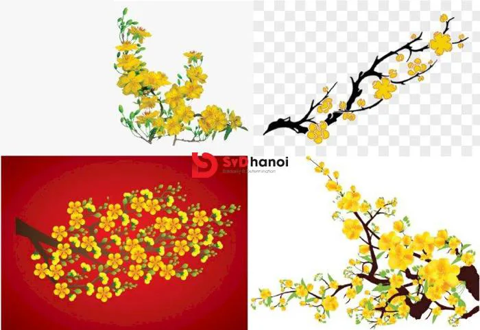 Download 300+ mẫu hoa mai Vector file AI, PSD, CDR, PNG đẹp