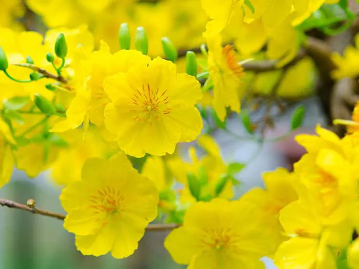 Hình ảnh hoa mai vàng đẹp
