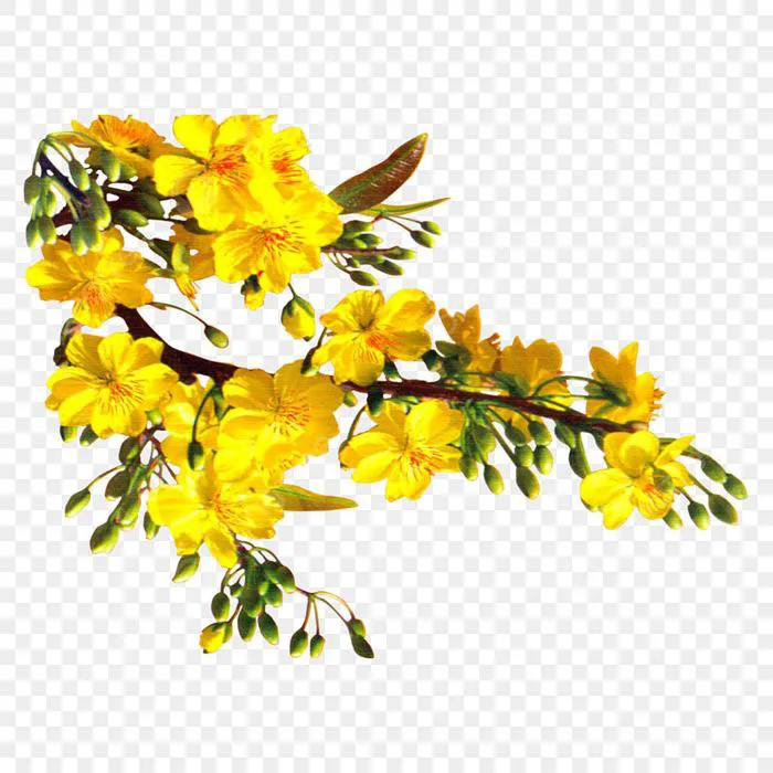 Hoa Mai Hình ảnh PNG | Vector Và Các Tập Tin PSD | Tải Về Miễn Phí Trên  Pngtree