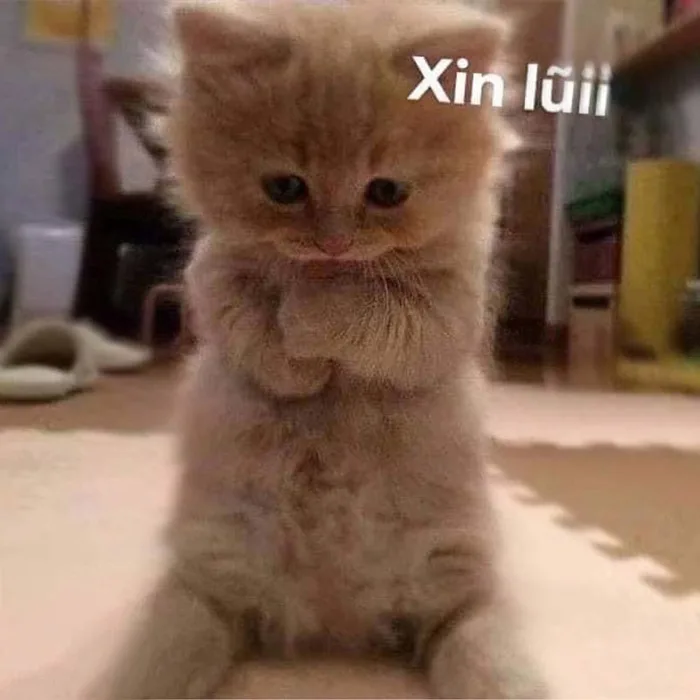 100+ ảnh meme xin lỗi - Bí kíp “chữa cháy” cực kỳ hiệu quả - JBAGY