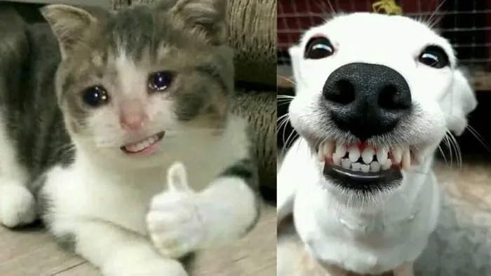 100+ ảnh meme hài hước, vui nhộn “trend” hiện nay
