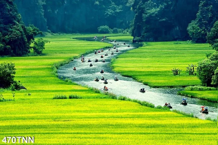 Tranh phong cảnh cánh đồng quê hương