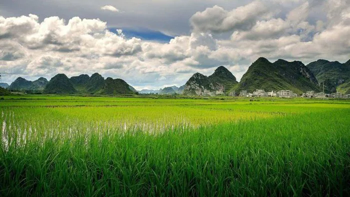 TỔNG HỢP 1001 ảnh cánh đồng - Bức tranh thần tiên ngây ngất | Yody