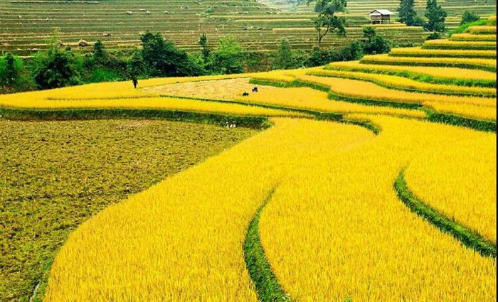 TỔNG HỢP 1001 ảnh cánh đồng - Bức tranh thần tiên ngây ngất | Yody