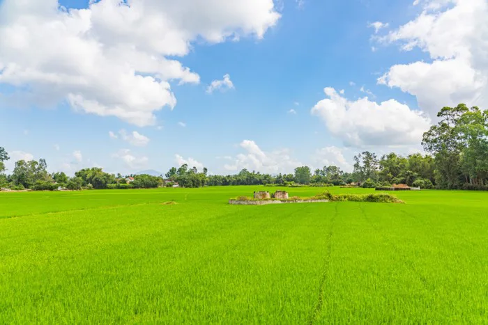 hình ảnh : Việt Nam, lĩnh vực, cánh đồng lúa, Bầu trời, Đám mây, thiên  nhiên, Phong cảnh, nông trại, Phong cảnh thiên nhiên, cánh đồng, trơn, Nông  nghiệp, Lô đất, Đồng