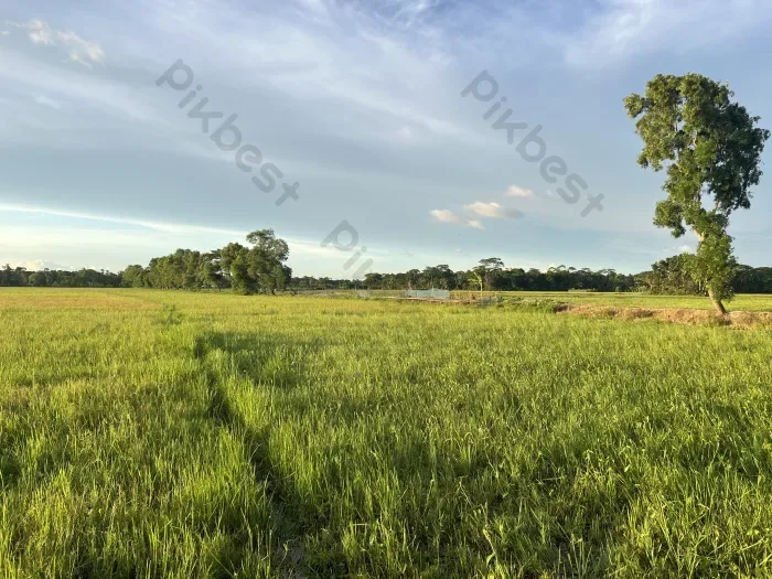 Tải miễn phí Phong Cảnh Cánh đồng Lúa Với Nền Hoàng Hôn Tuyệt đẹp Nhiếp Ảnh  | JPG chuyên nghiệp - Pikbest