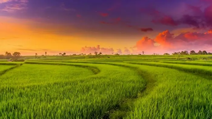 Tuyển chọn hình nền cánh đồng lúa: Vẻ đẹp thơ mộng cho màn hình máy tính,  điện thoại