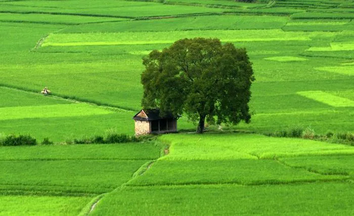Cánh đồng lúa bát ngát bình yên