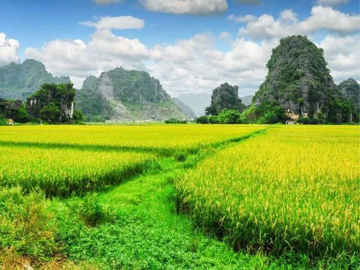 TỔNG HỢP 1001 ảnh cánh đồng - Bức tranh thần tiên ngây ngất | Yody