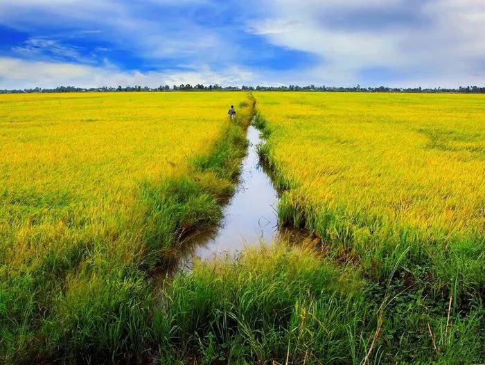 TỔNG HỢP 1001 ảnh cánh đồng - Bức tranh thần tiên ngây ngất | Yody