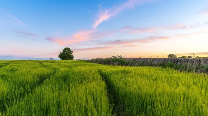 Tuyển chọn hình nền cánh đồng lúa: Vẻ đẹp thơ mộng cho màn hình máy tính,  điện thoại
