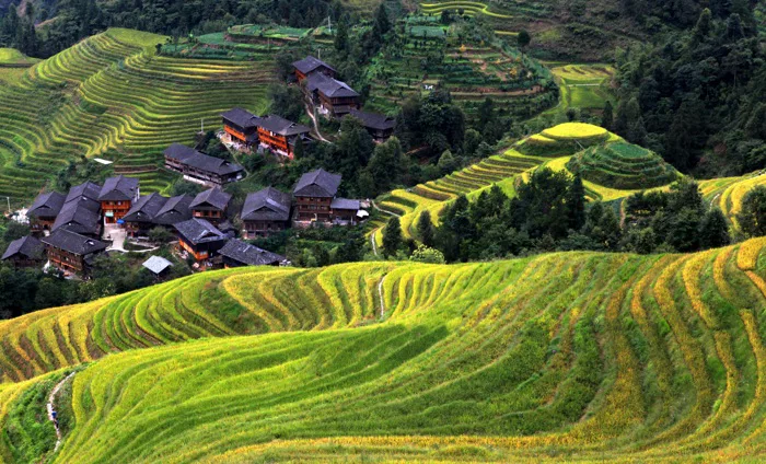 hình ảnh : phong cảnh, cánh đồng, làng, Châu Á, Nông nghiệp, Địa hình,  trơn, sân thượng, Nhà ở, Trồng trọt, cao nguyên, Hệ sinh thái, ruộng lúa,  Ngôi nhà cũ, đặc