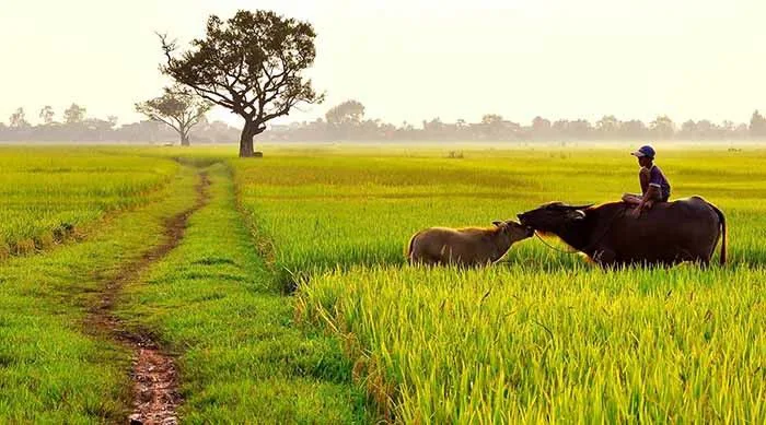 Tổng hợp hình ảnh cánh đồng lúa đẹp nhất - Kho ảnh đẹp