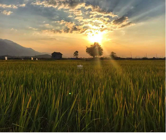 Natural Background: Sun Setting over Field and Mountains | Đồng quê yên  bình, Ảnh cánh đồng
