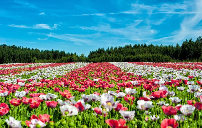 hình ảnh : phong cảnh, thực vật, cánh đồng, đồng cỏ, Tulip, Đỏ, Hoa dại,  Đồng cỏ, Cây anh túc, thực vật có hoa, Cánh đồng, Nhà máy đất 3000x1904 - -