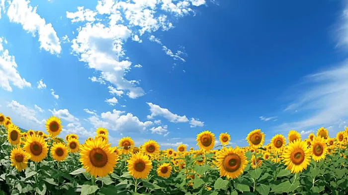 100,000+ Tranh Cánh đồng Hoa Pictures Ảnh, Ảnh Và Hình Nền Để Tải Về Miễn  Phí - Pngtree