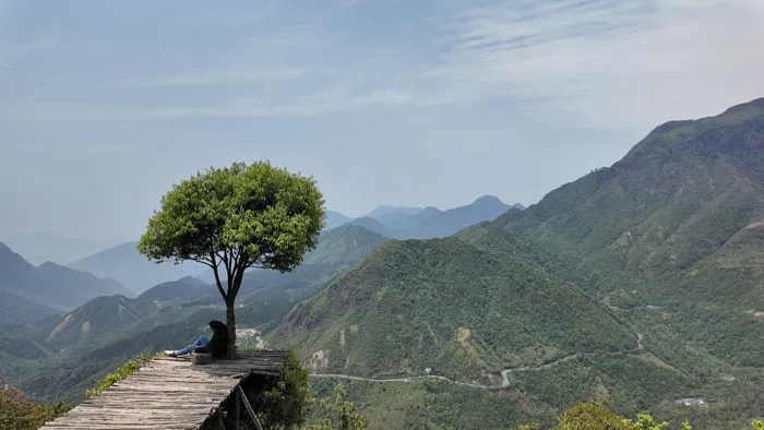 CÂY CÔ ĐƠN - LONELY TREE QUÁ ĐẸP CÂY CÔ ĐƠN - LONELY TREE QUÁ ĐẸP
