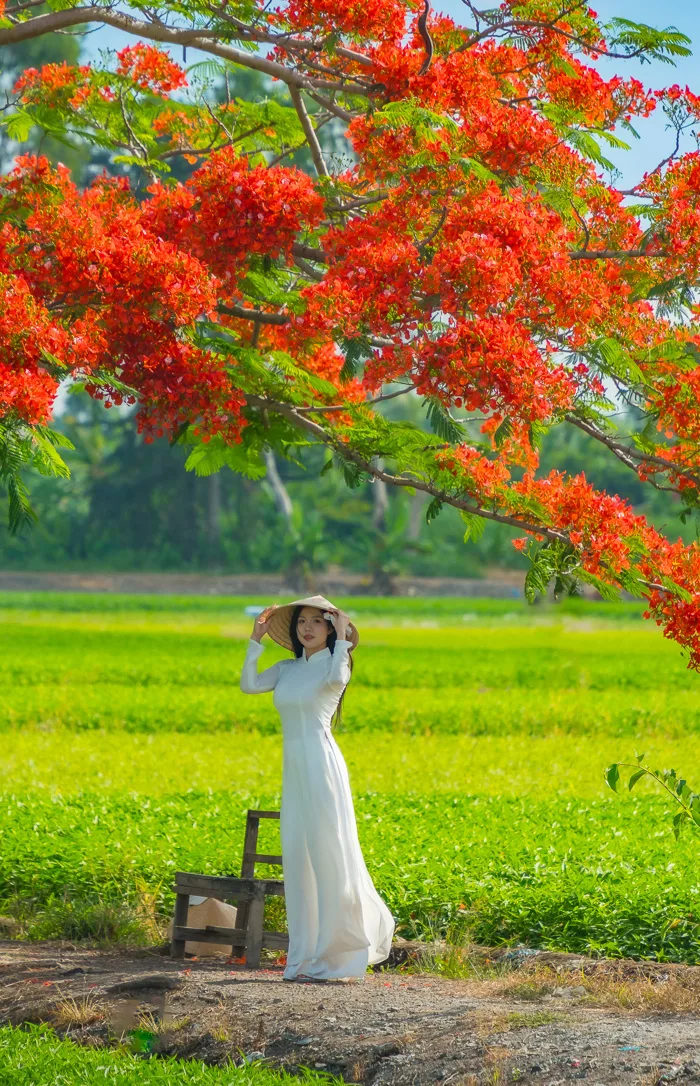 Check in cây phượng cô đơn nở hoa đỏ rực giữa đồng ở TPHCM