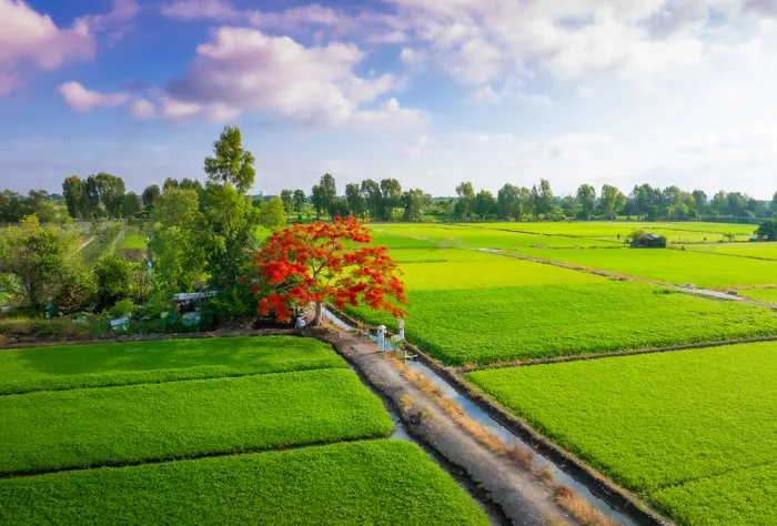 Check in cây phượng cô đơn nở hoa đỏ rực giữa đồng ở TPHCM