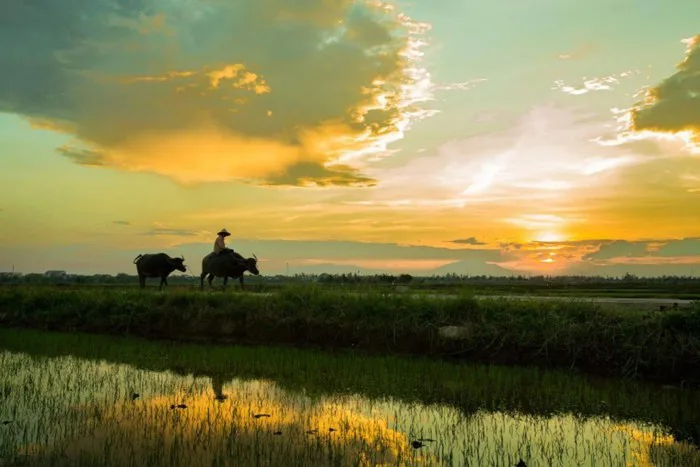 CÙ LAO DUNG, một điểm đến mới của du lịch ĐBSCL - VietTourist - Chuyên tổ  chức tour du lịch chất lượng cao