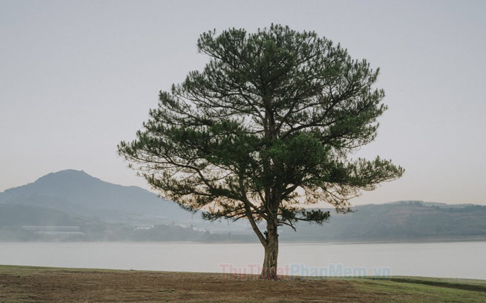 Khám phá vẻ đẹp của những background Đà Lạt