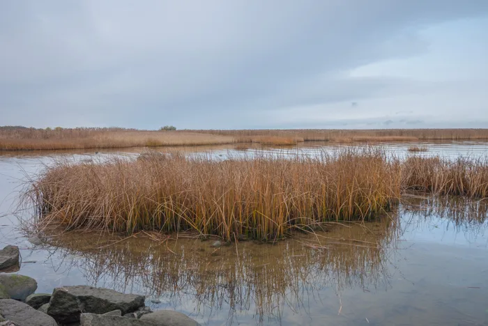 hình ảnh : Hình ảnh, Phong cảnh thiên nhiên, Đầm lầy, Freshwater marsh, môi  trường tự nhiên, Đầm lầy thủy triều, Đất ngập nước, ruộng muối, Fen, Nước,  ngân hàng, bảo tồn
