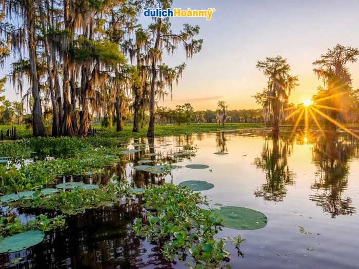 Đầm lầy Atchafalaya hoang sơ: Top 5 đầm lầy lớn nhất Hoa Kỳ