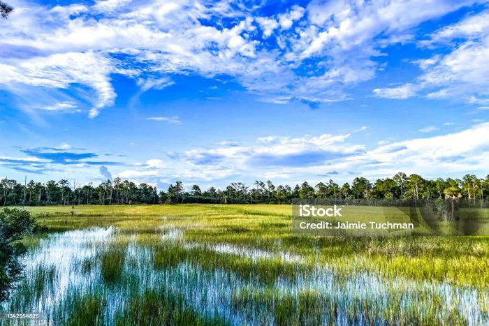 Ao Đầm Lầy Louisiana Hình ảnh Sẵn có - Tải xuống Hình ảnh Ngay bây giờ -  Louisiana, Đầm lầy - Đất ngập nước, Phong cảnh - iStock