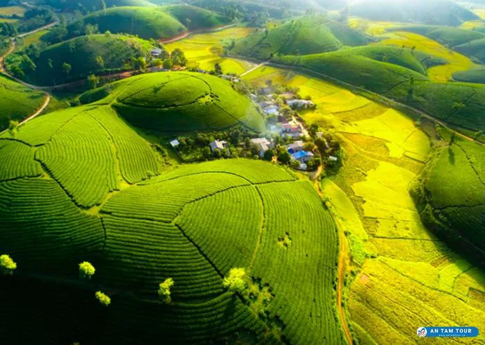 Đồi chè Long Cốc | Đồi chè hình bát úp đẹp nhất Việt Nam | Antamtour.vn