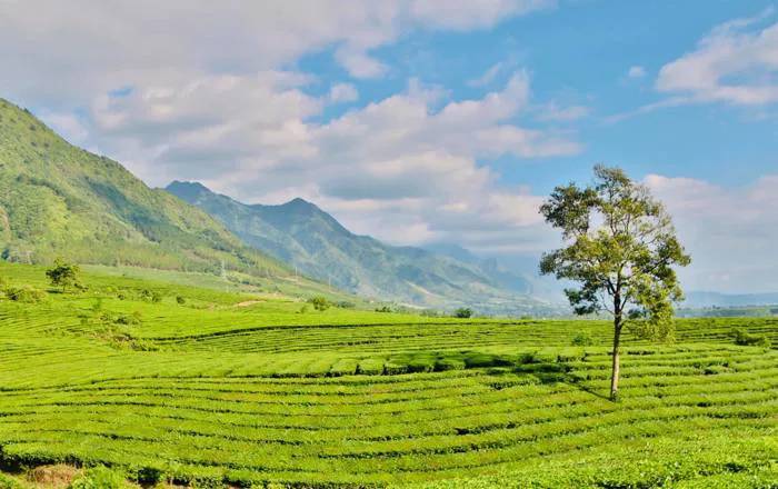 Nét đẹp thơ mộng của đồi chè Tân Uyên ở Lai Châu - iVIVU.com