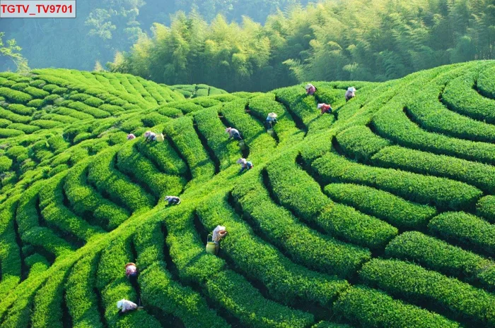 Tranh Dán Tường Đồi Chè Mộc Châu Tươi Xanh