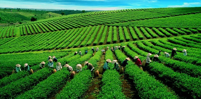 Khám Phá Đồi Chè Thái Nguyên Trước Khi Tham Quan