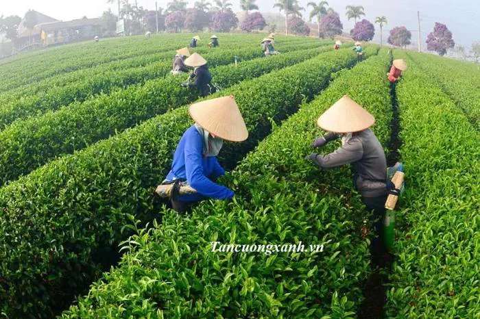 Hình ảnh những đồi chè tân cương thái nguyên