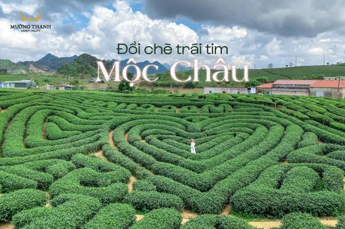 Khám phá đồi chè trái tim Mộc Châu (Bật mí thời điểm chụp ảnh đẹp nhất))