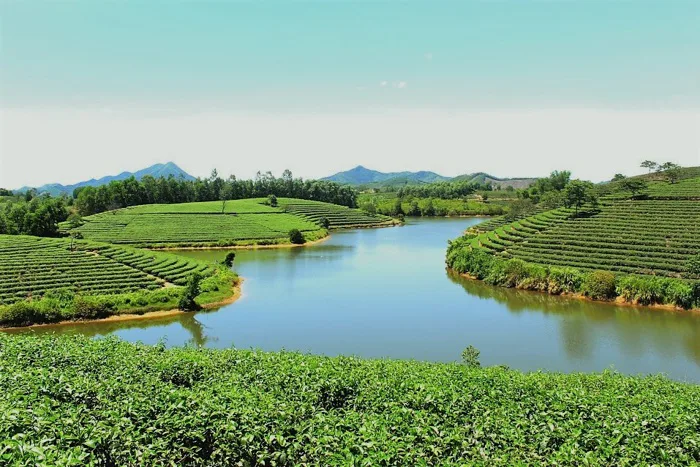 Đồi chè Thanh Chương - Điểm 