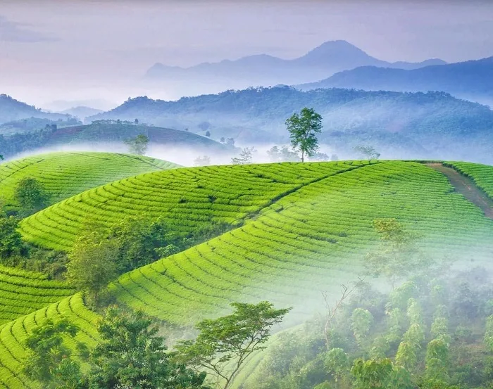 Đồi chè Long Cốc - Ngỡ ngàng với tiên cảnh đồi chè 