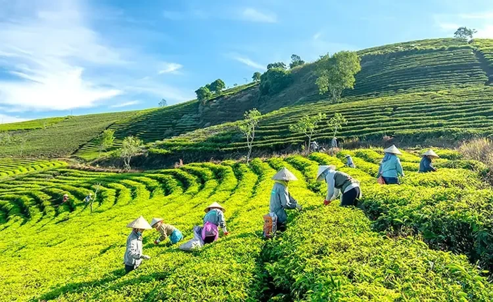 Khám phá những đồi chè có khung cảnh tuyệt đẹp tại Việt Nam
