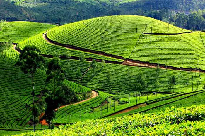 Đồi chè Thanh Chương - Hòn đảo xanh giữa lòng xứ Nghệ