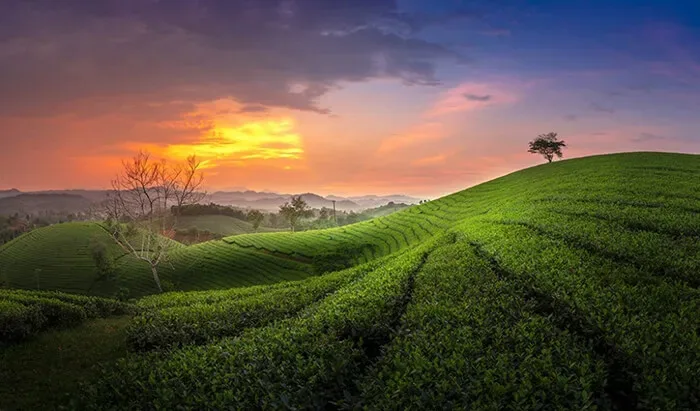 Khám phá 7 đồi chè đẹp như tranh của Việt Nam - Quân trà