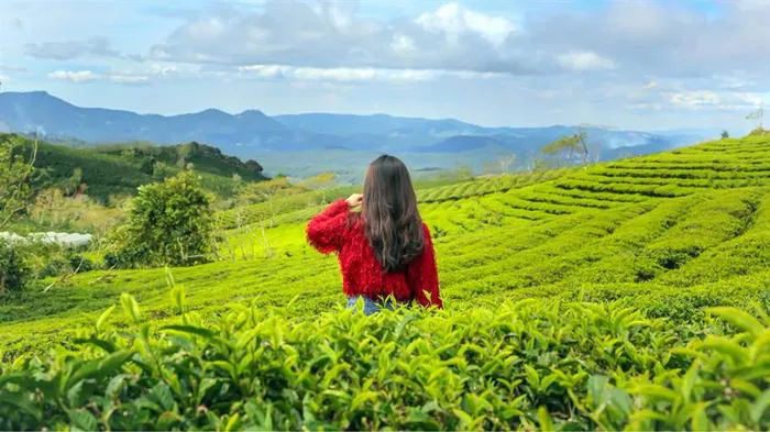 Đắm say” trước những đồi chè đẹp như tranh dọc miền đất nước | Plantrip Cha