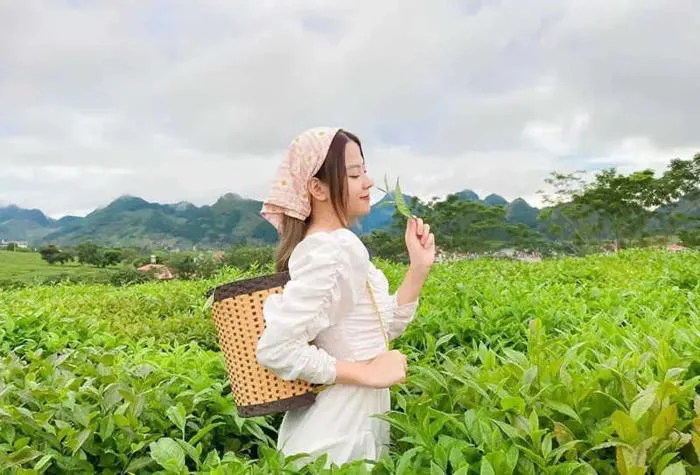 Khám phá 7 đồi chè đẹp như tranh của Việt Nam - Quân trà